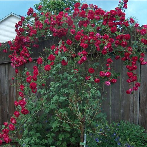 Karmínově bordó - Stromkové růže, květy kvetou ve skupinkách - stromková růže s převislou korunou